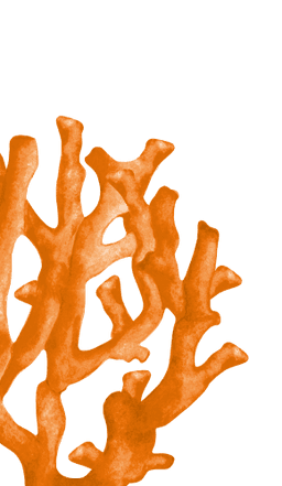 decoration-bottom-left